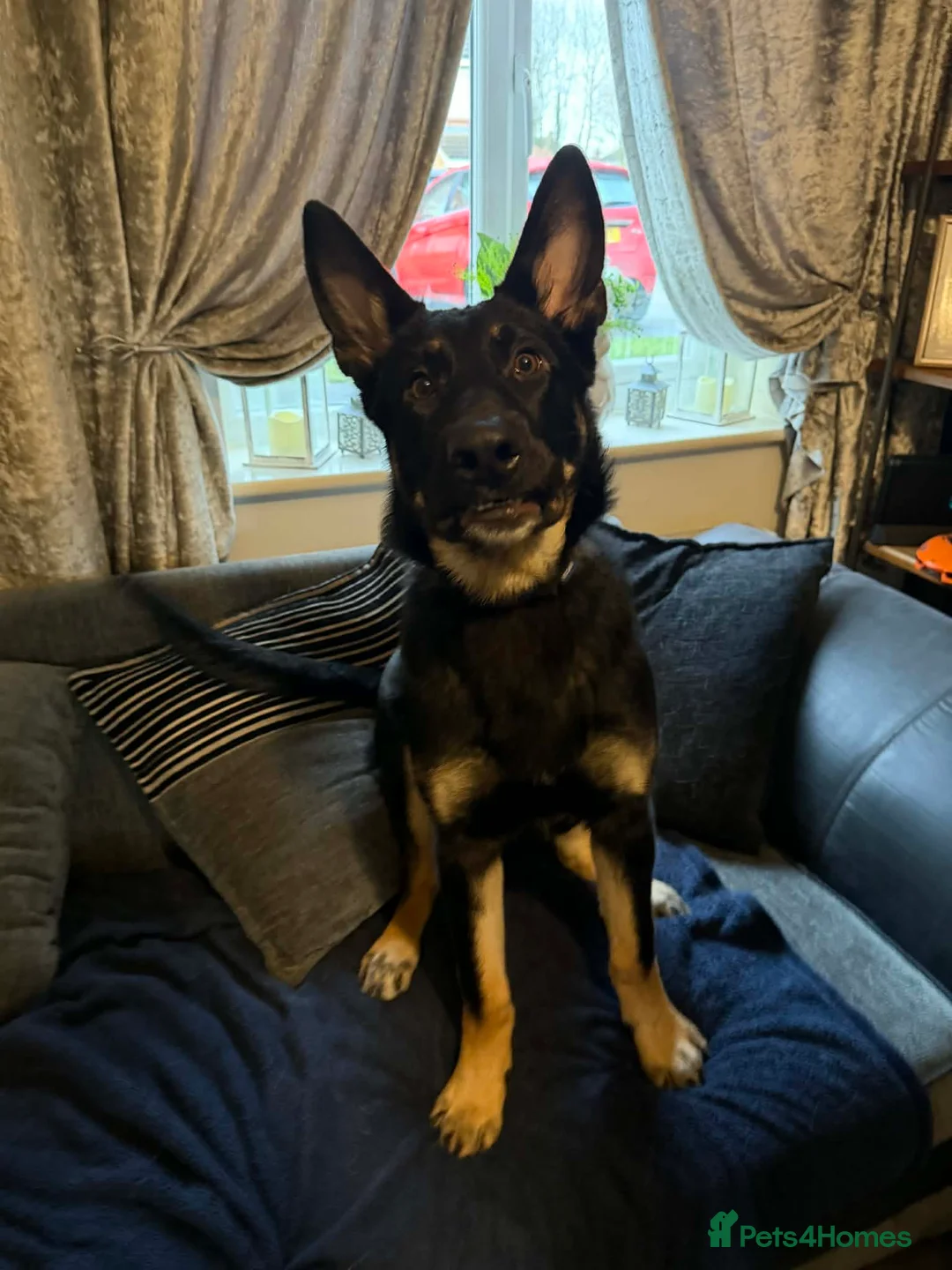 German Shepherd dogs for sale: german shephard - Advert 2