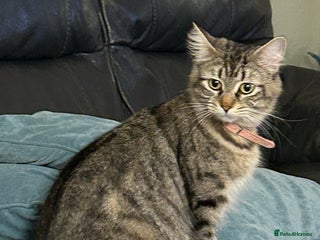 Mixed Breed cats Maine Coon cross - Advert 9