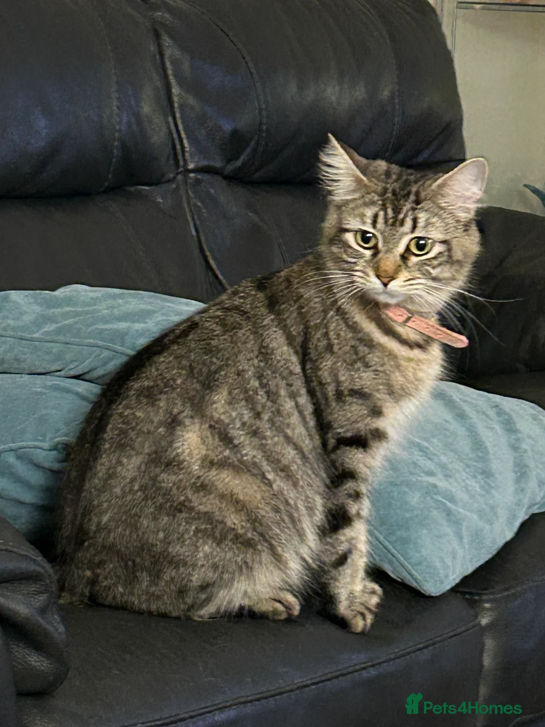 Mixed Breed cats for sale: Maine Coon cross - Advert 1