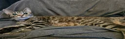 Mixed Breed cats for sale: Ready to leave now 2 girl kittens - Advert 1
