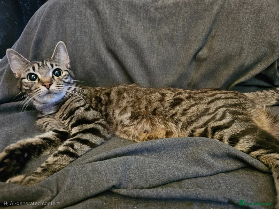 Mixed Breed cats for sale: Ready to leave now 2 girl kittens - Advert 1