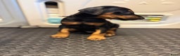 Dobermann dogs for sale: Litter of 9 beautiful Doberman puppies - Advert 14