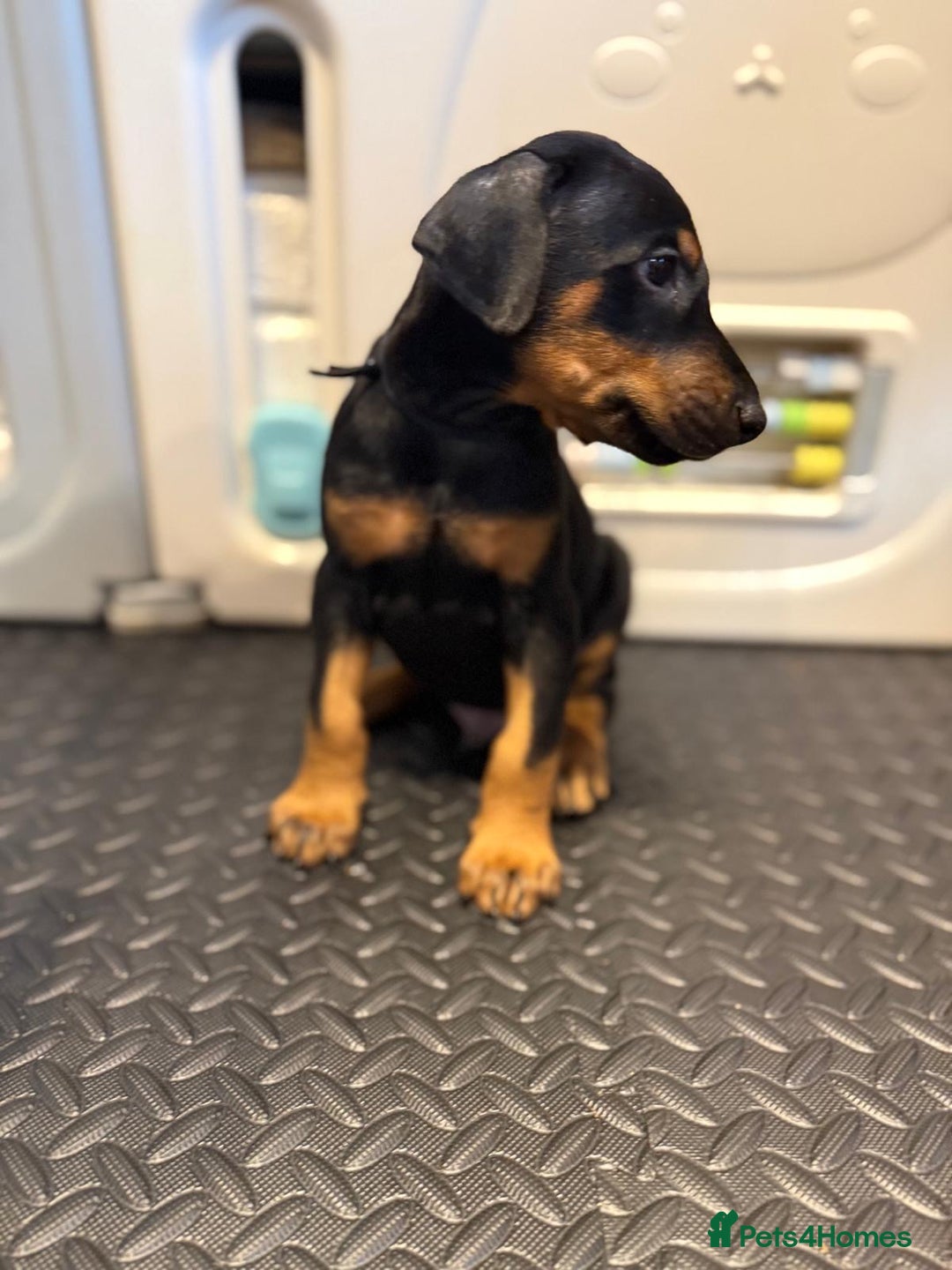 Dobermann dogs for sale: Litter of 9 beautiful Doberman puppies - Advert 14