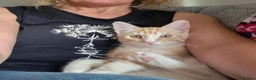 Mixed Breed cats for sale: Pumpkin - Advert 3
