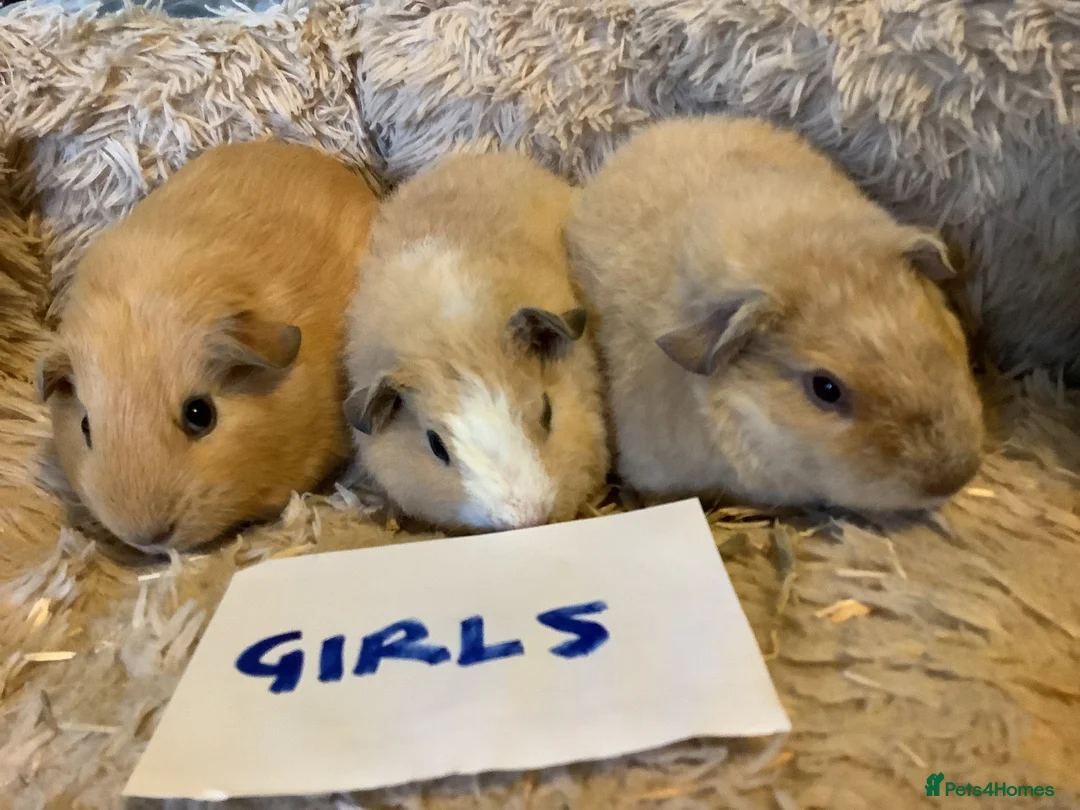 Guinea Pig rodents for sale: Lovely Baby Teddy, Cali, Satin Carrier Guinea Pigs - Advert 6