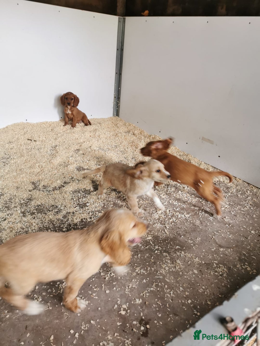 Cocker Spaniel dogs for sale: Fully vaccinated, Working type kc cocker spaniels - Image 17