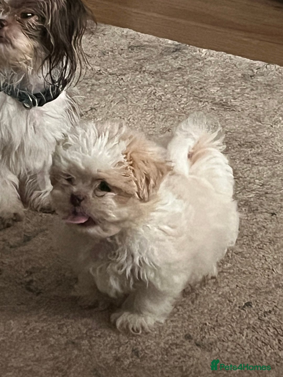 Shih Tzu dogs for sale: Boy Shih tzu - Image 3