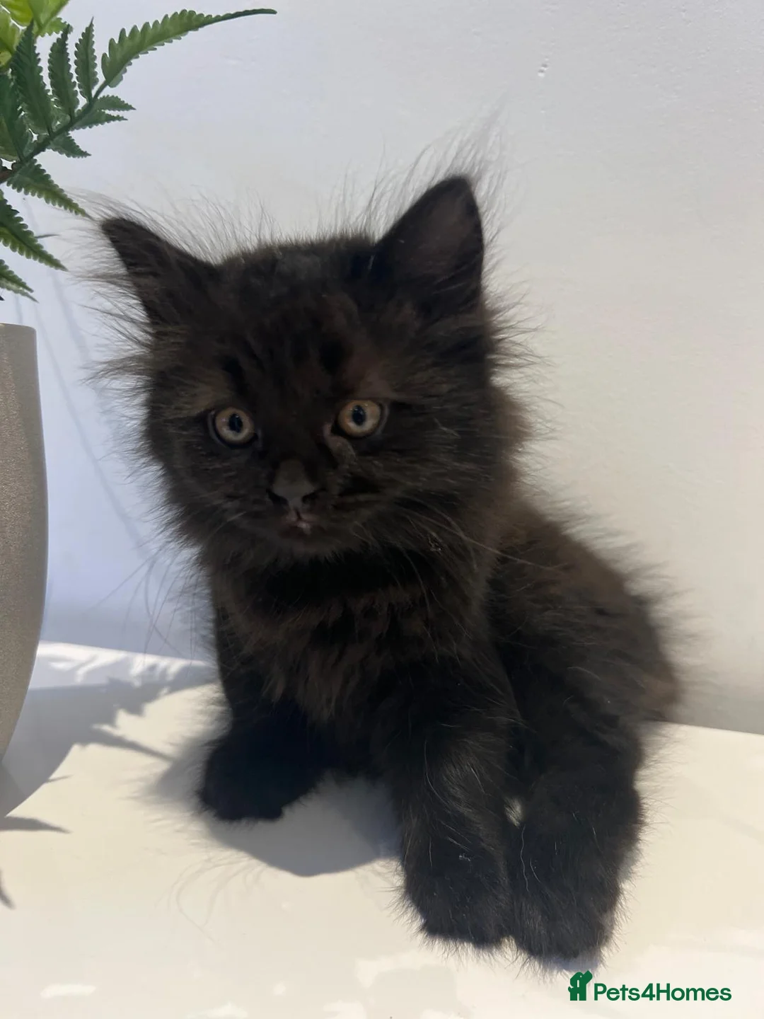 Scottish Fold cats for sale: Scottish straight girl 9 weeks old  - Advert 2