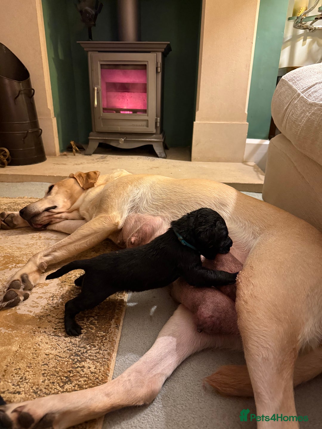 Labrador Retriever dogs for sale: Stunning litter of 9 black Labrador puppies - Advert 4