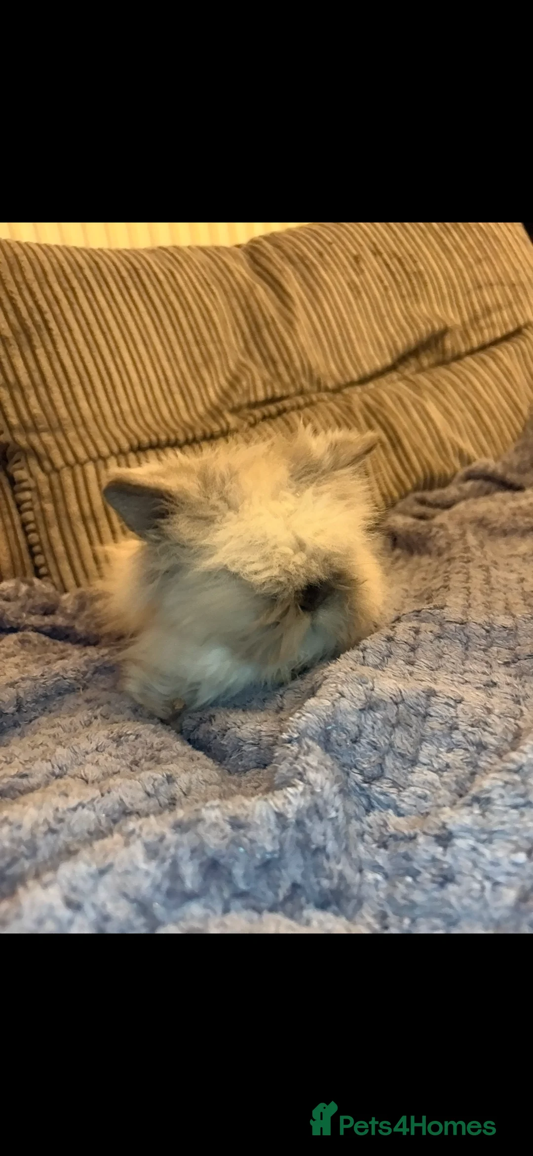 Mini Lion Lop rabbits for sale: Gorgeous fluffy little mini lion lop baby bunny’s  - Advert 7