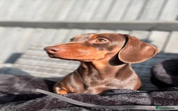 Miniature Dachshund dogs for sale: Rolo Miniature Dachshund 1 Years Old ❤️ - Image 1