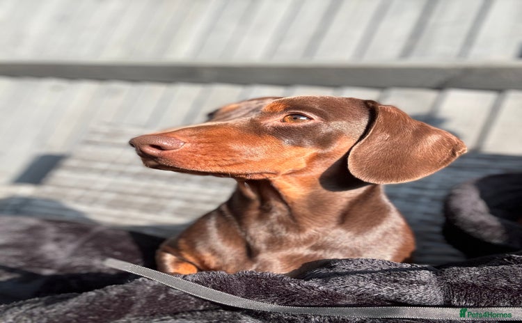 Miniature Dachshund dogs - Advert 2