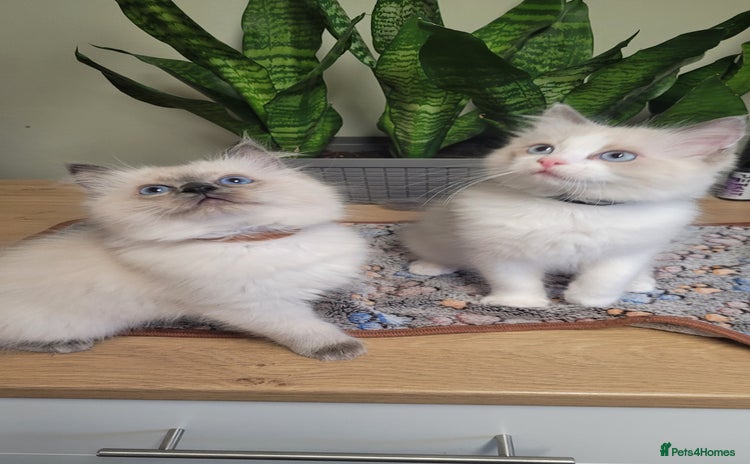 Ragdoll cats - Advert 5