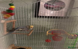 Budgerigars birds for sale: Budgie for sale  - Image 2
