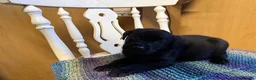 Labrador Retriever dogs for sale: 4 stunning black lab puppies - Advert 5