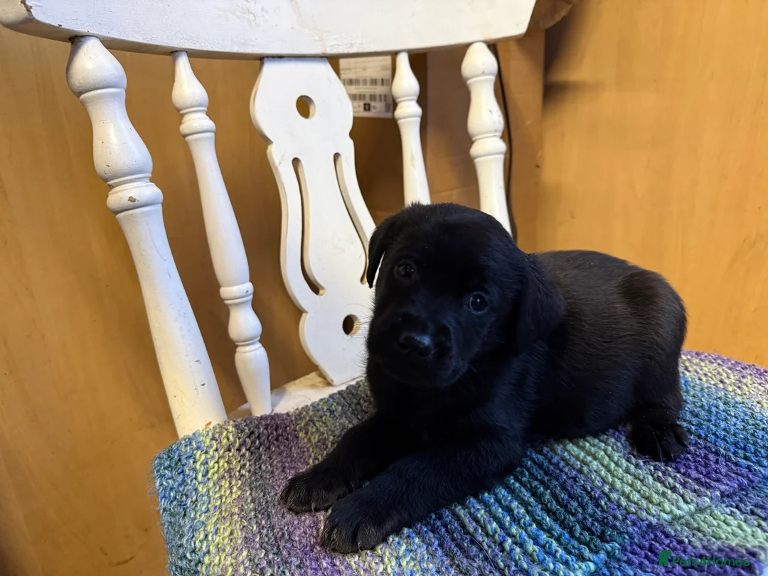 Labrador Retriever dogs for sale: 4 stunning black lab puppies - Advert 5