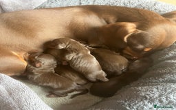 Dachshund dogs for sale: Mini Dachshund (tan brown) - Image 4