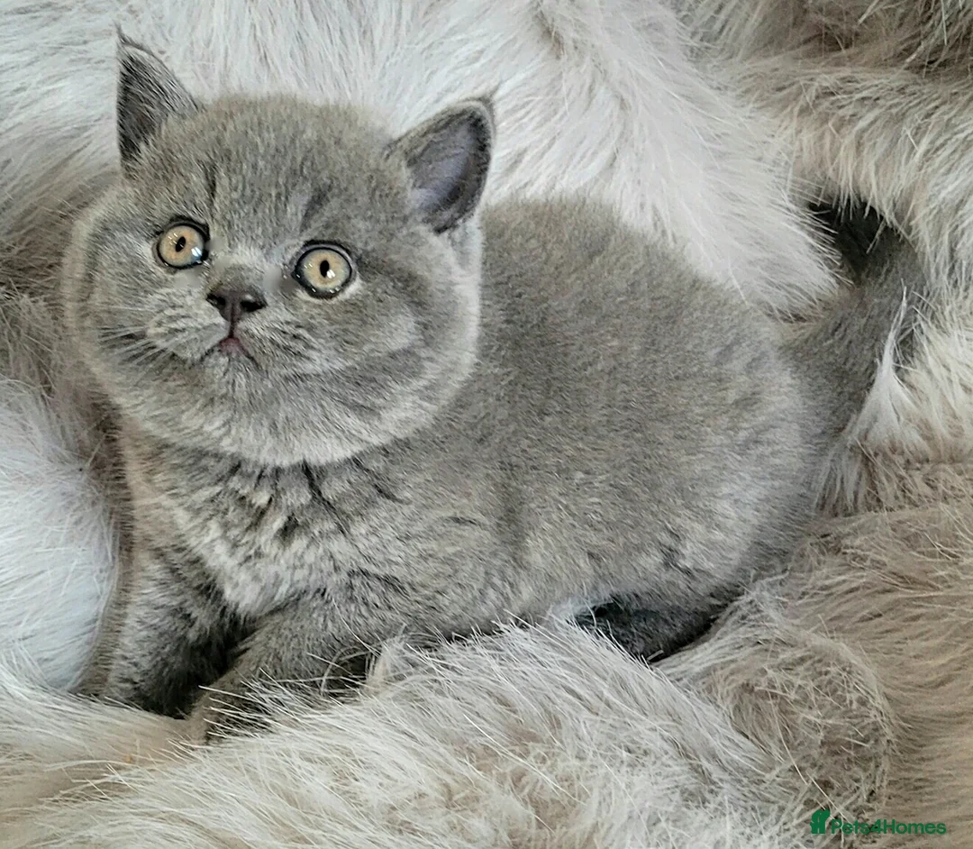 British Shorthair cats for stud: Imported Pedigree British Shorthair, BG B in London - Advert 18