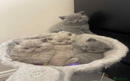 British Shorthair cats for stud: CHUNKY, GORGEOUS BSH STUD  - Image 8