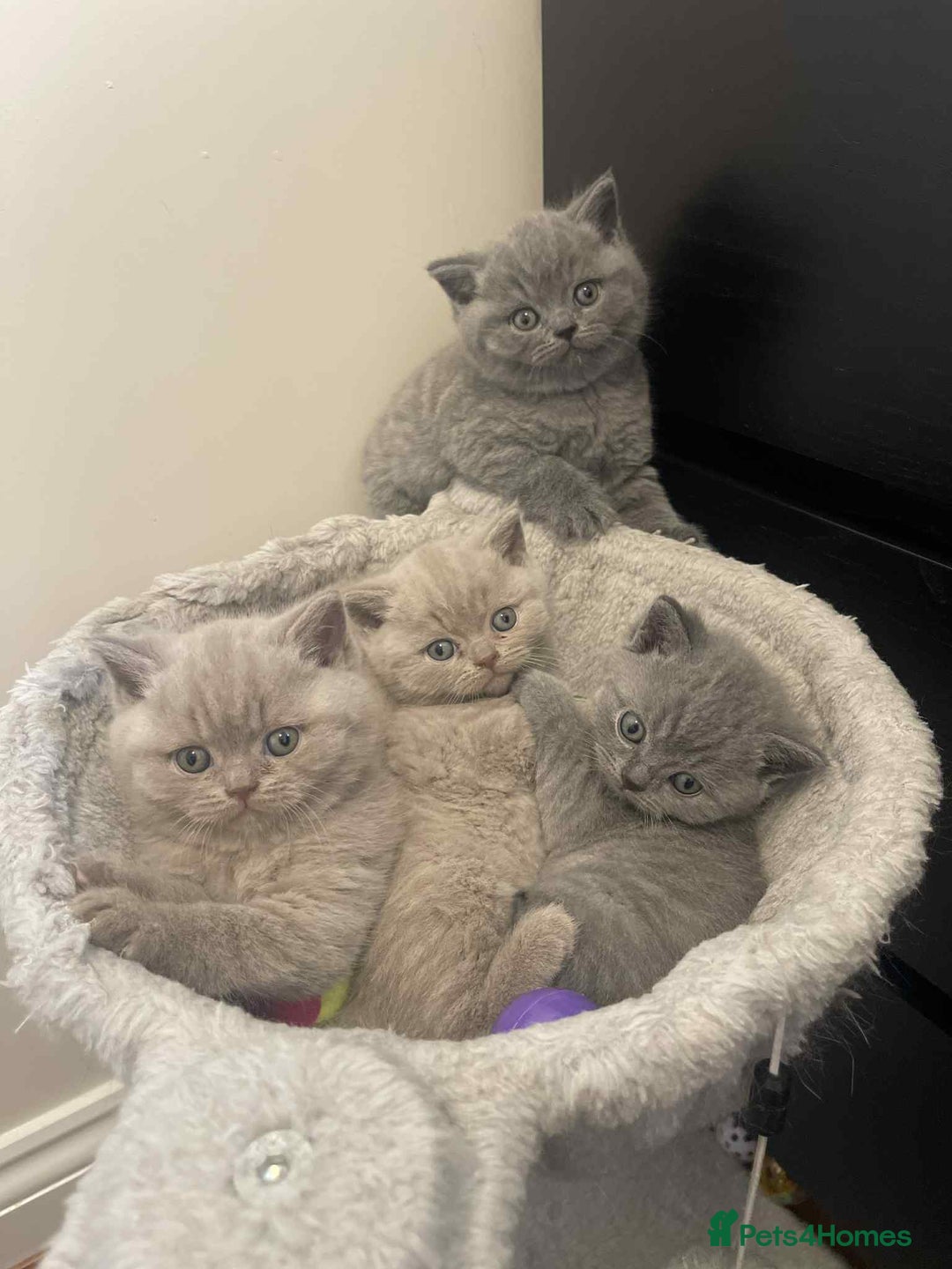 British Shorthair cats for stud: CHUNKY, GORGEOUS BSH STUD  - Image 8