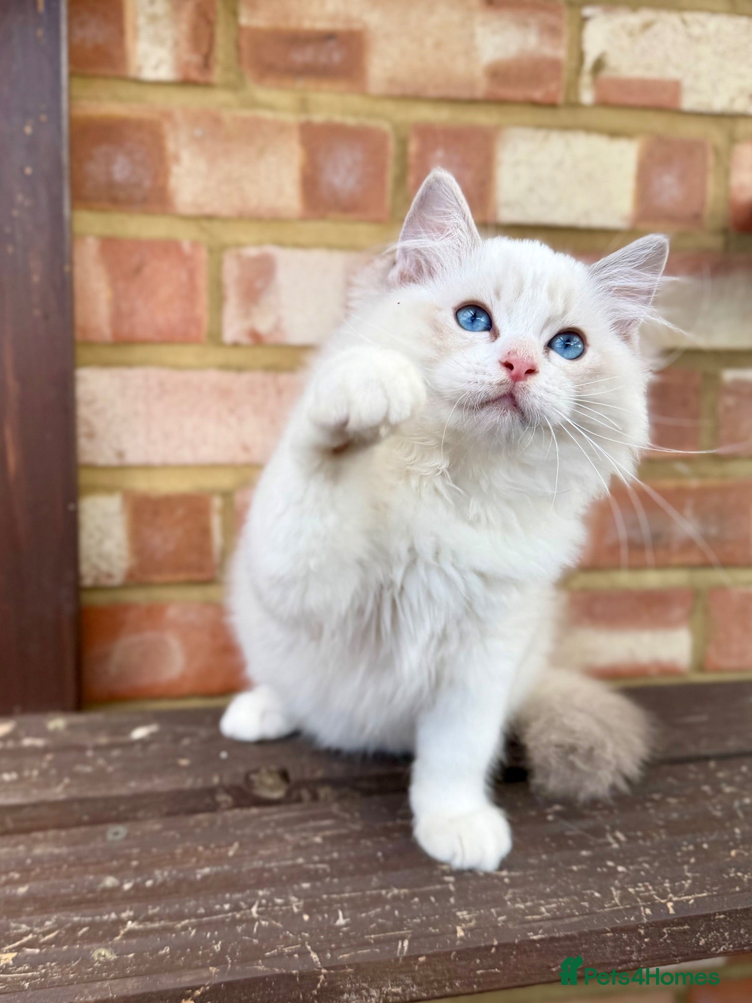 Ragdoll cats TICA registered ragdoll kittens from champions - Advert 1