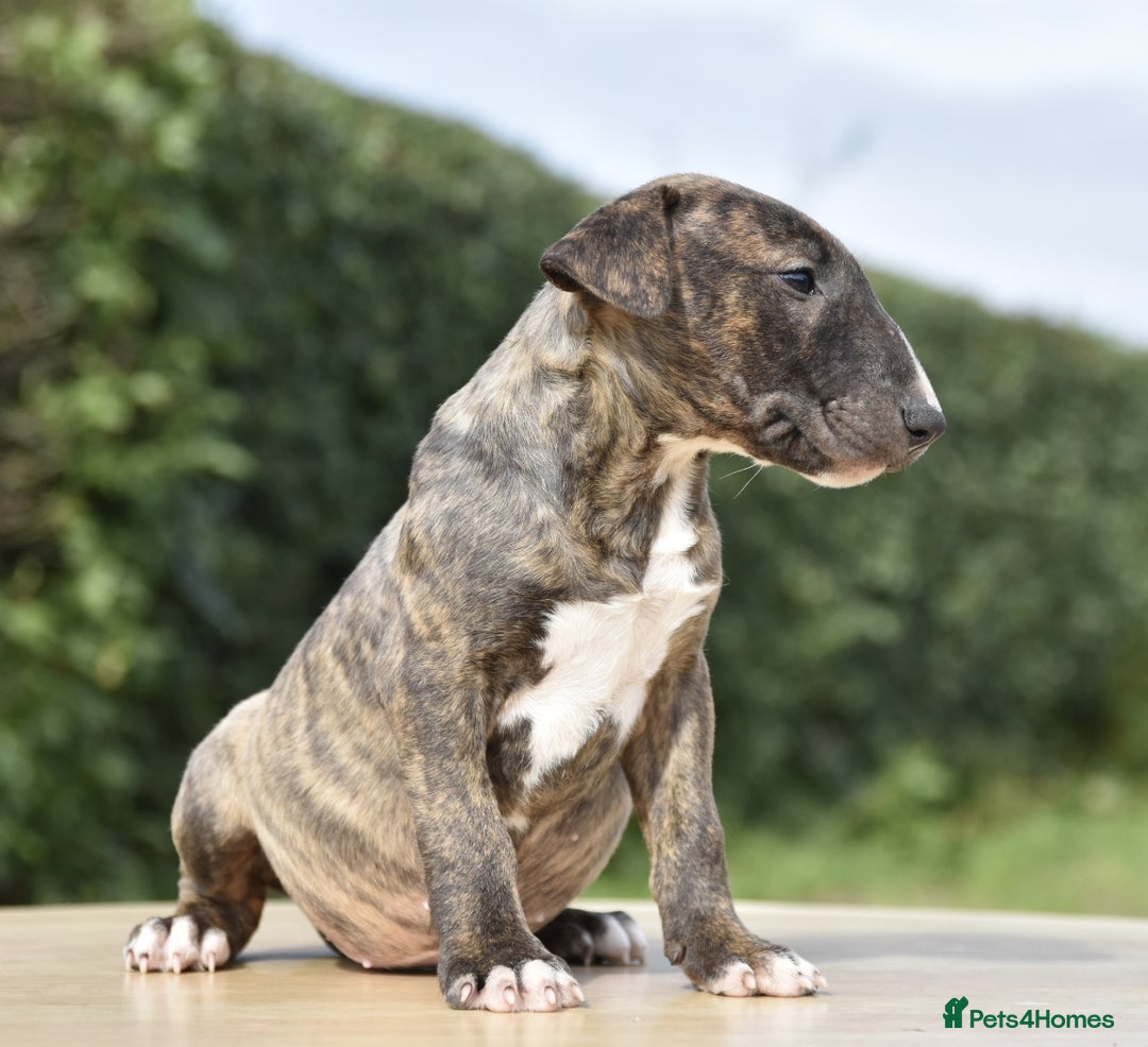 Miniature Bull terrier dogs for sale: Miniature x standard size bull terrier puppies  - Image 2