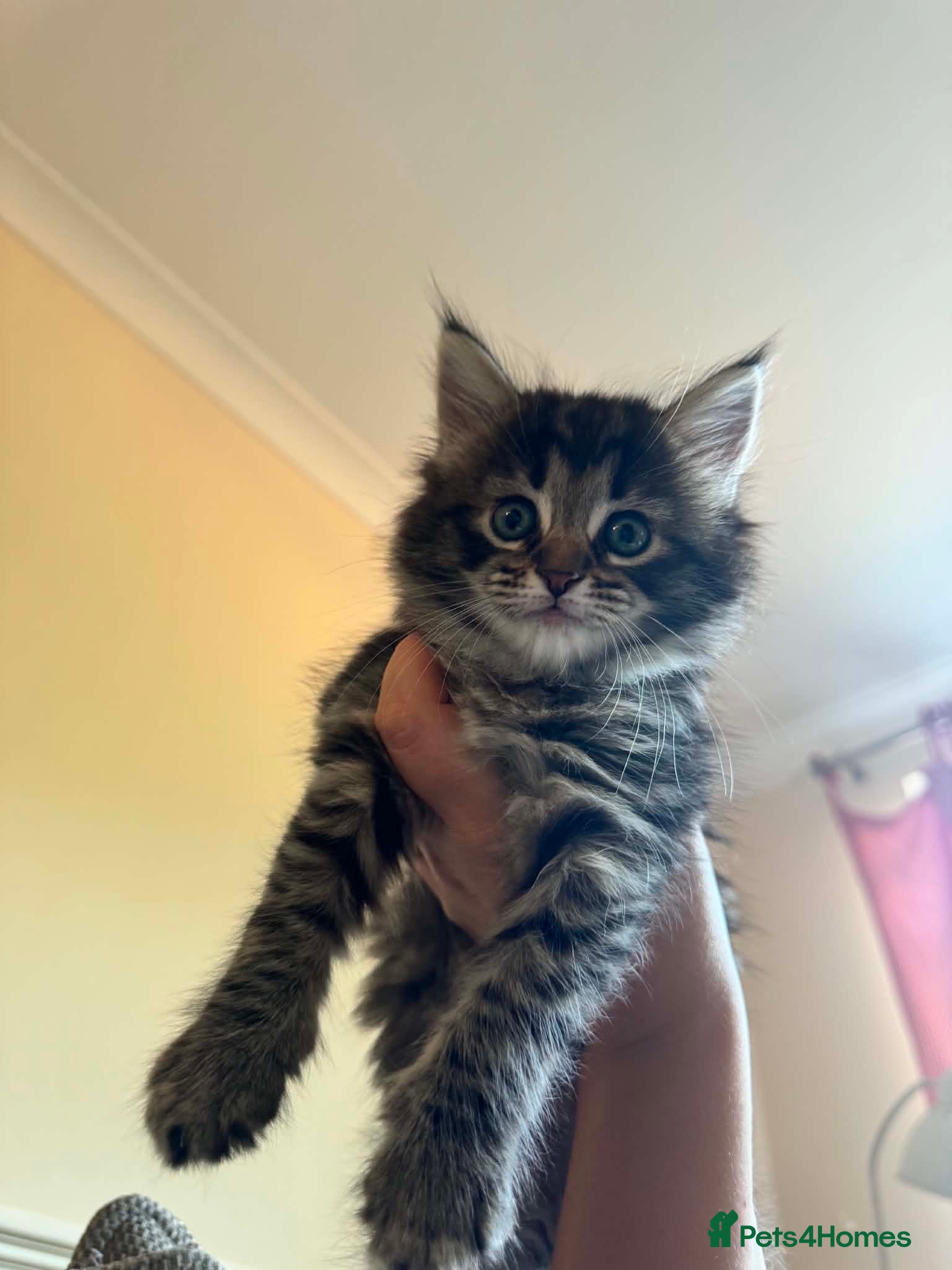 Mixed Breed cats Maine Coon x Ragdoll Kittens Ready Wed 29th July - Advert 3