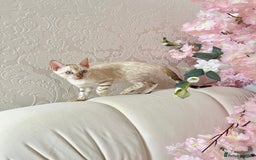 Bengal cats for sale: OUTSTANDING TICA reg BENGALKITTENS - Image 5