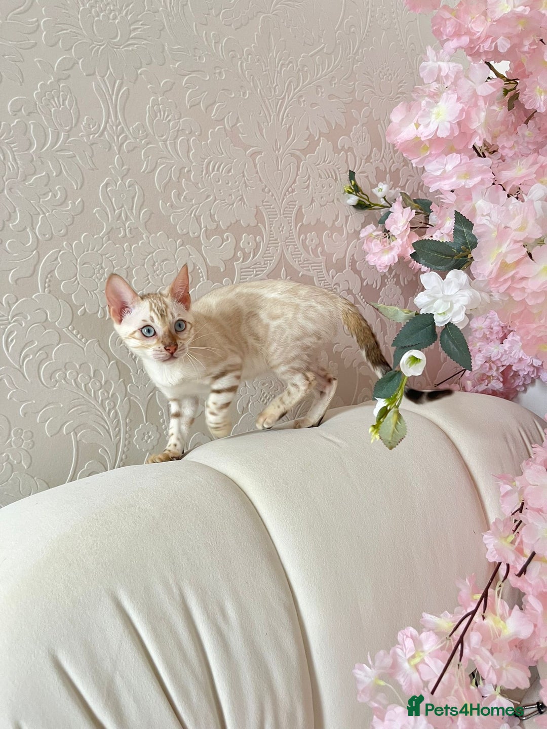 Bengal cats for sale: OUTSTANDING TICA reg BENGALKITTENS - Image 5