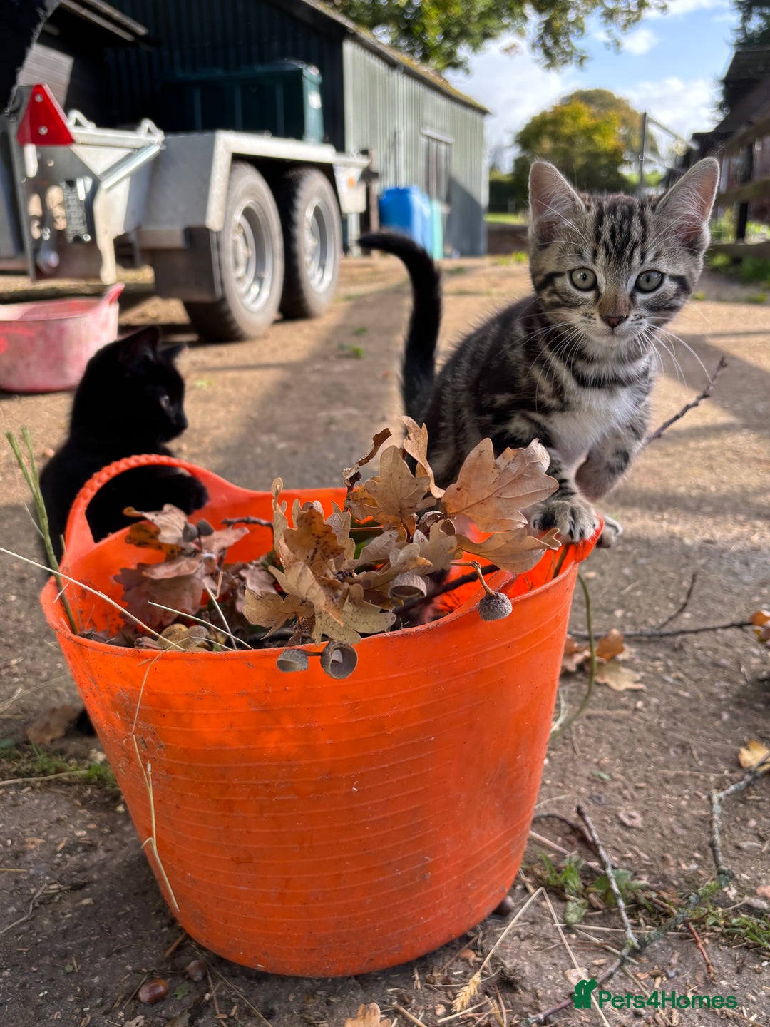 Mixed Breed cats for sale: Beautiful tabby kittens - Image 4