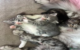 Maine Coon cats for sale: Main coon cross  - Image 4