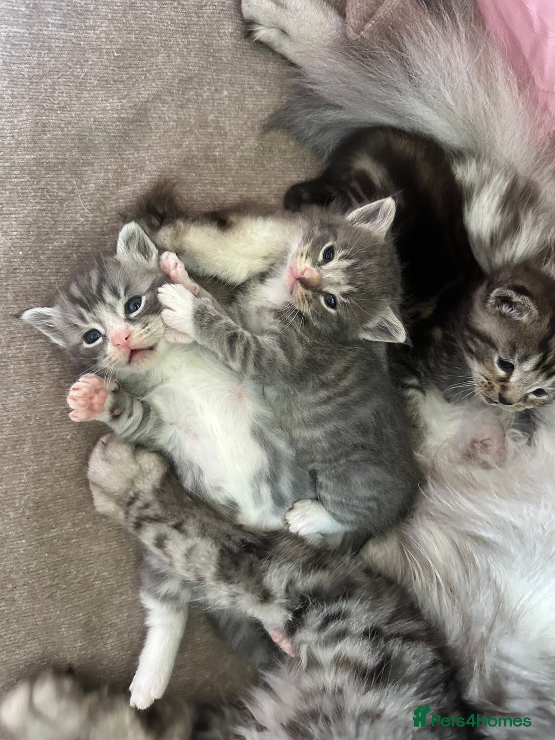 Maine Coon cats for sale: Main coon cross  - Image 4