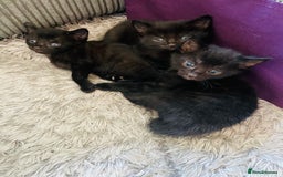 Russian Blue cats for sale: Russian blue mix  - Image 26