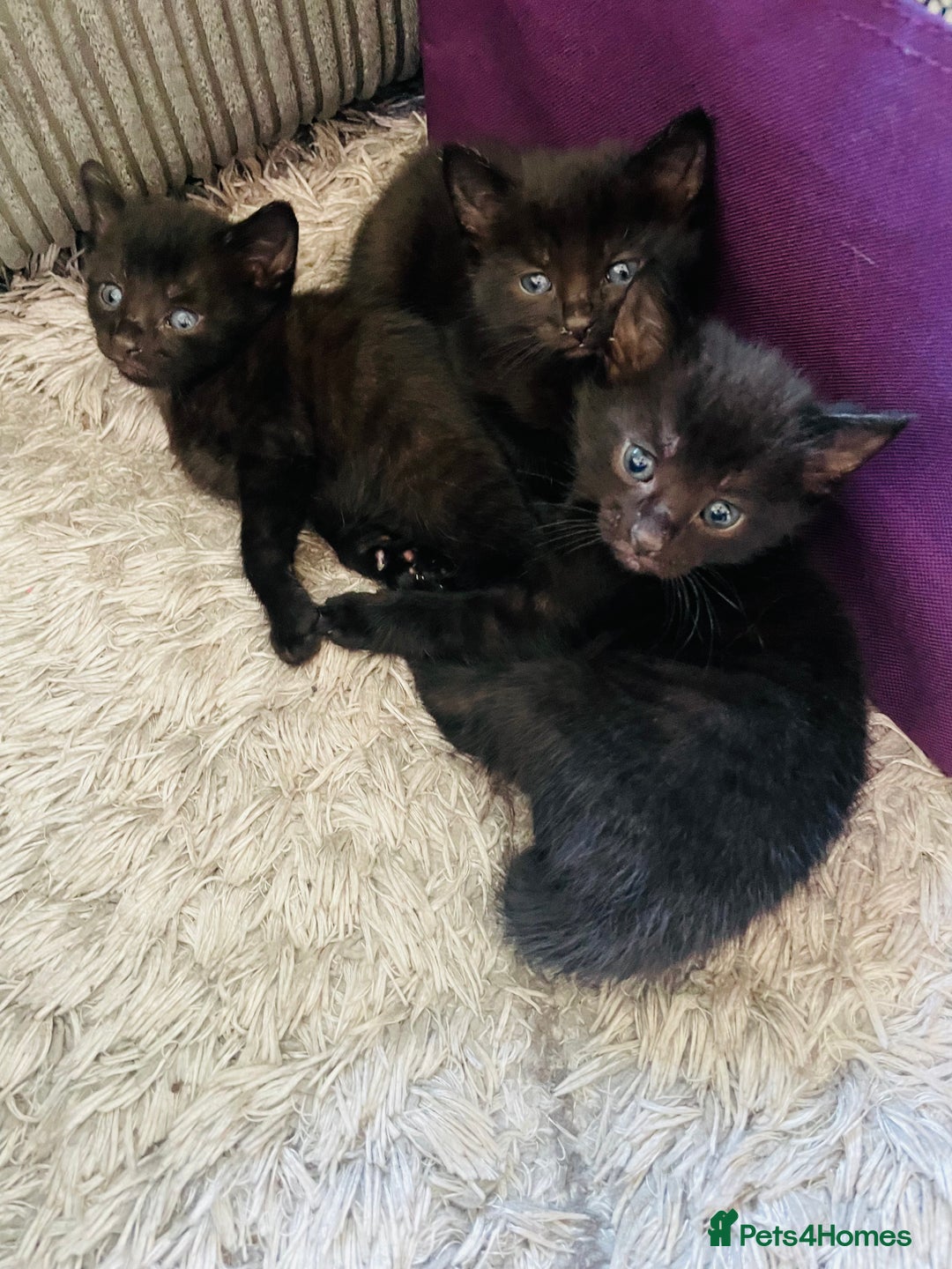 Russian Blue cats for sale: Russian blue mix  - Image 26