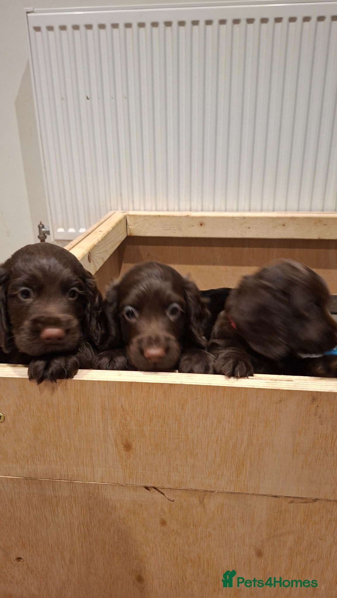 Cocker Spaniel dogs Working Cocker Spaniel Puppy - 1 boy left - Advert 2