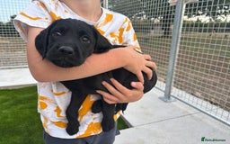 Cockerdor dogs for sale: Cockerdor puppies  - Image 7