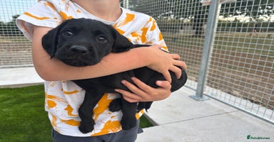 Cockerdor dogs - Advert 5