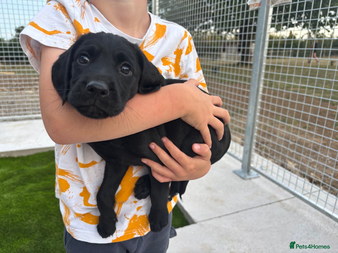 Cockerdor dogs for sale: Cockerdor puppies  - Image 7