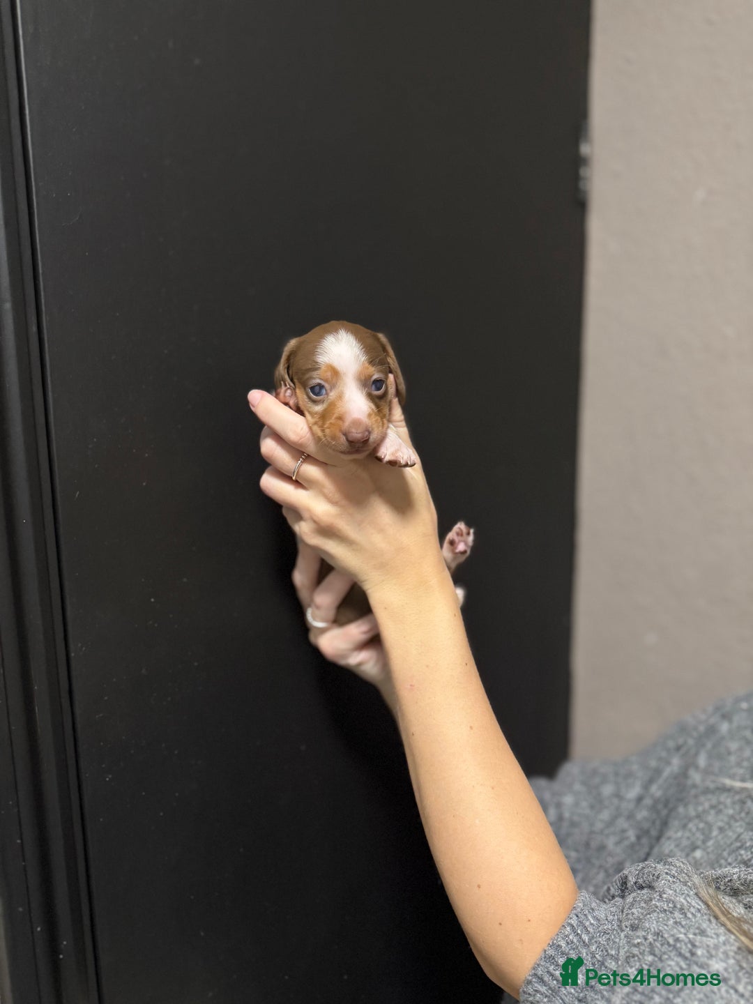 Miniature Dachshund dogs for sale: !!Beautiful Mini Dachshunds!! - Advert 10