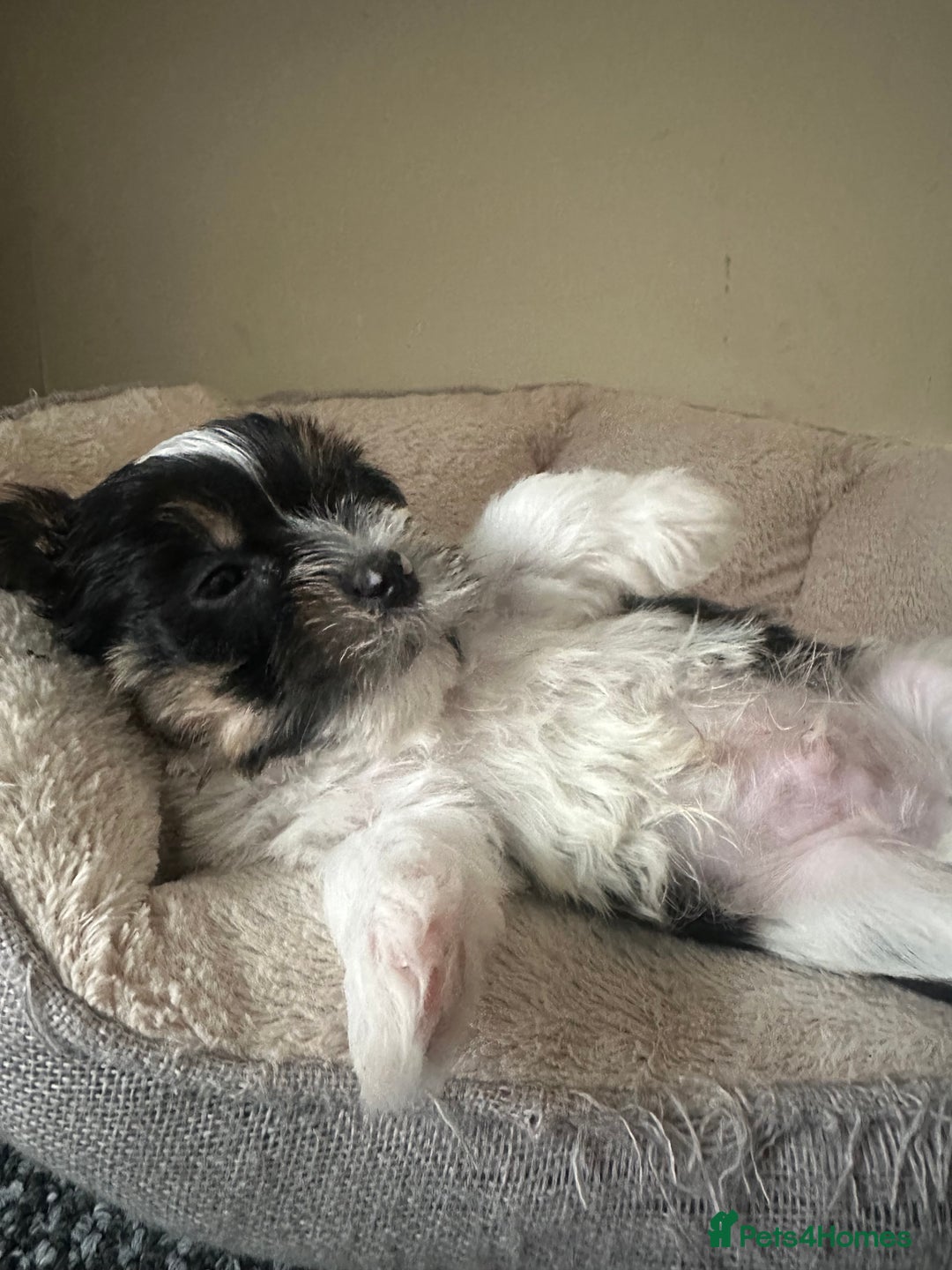 Yorkshire Terrier dogs for sale: Puppy Yorkshire terrier  - Image 2