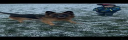 German Shepherd dogs for sale: Female German shepherd  - Advert 3