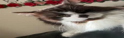 Maine Coon cats for sale: Maine coon for sale - Advert 4