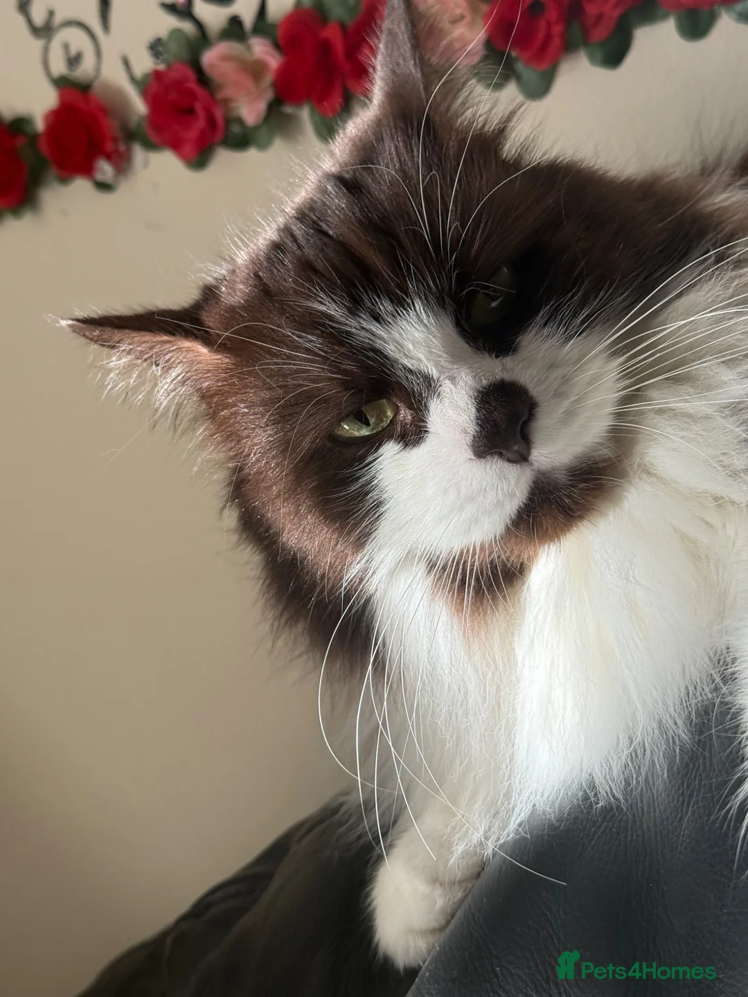 Maine Coon cats for sale: Maine coon for sale - Advert 4