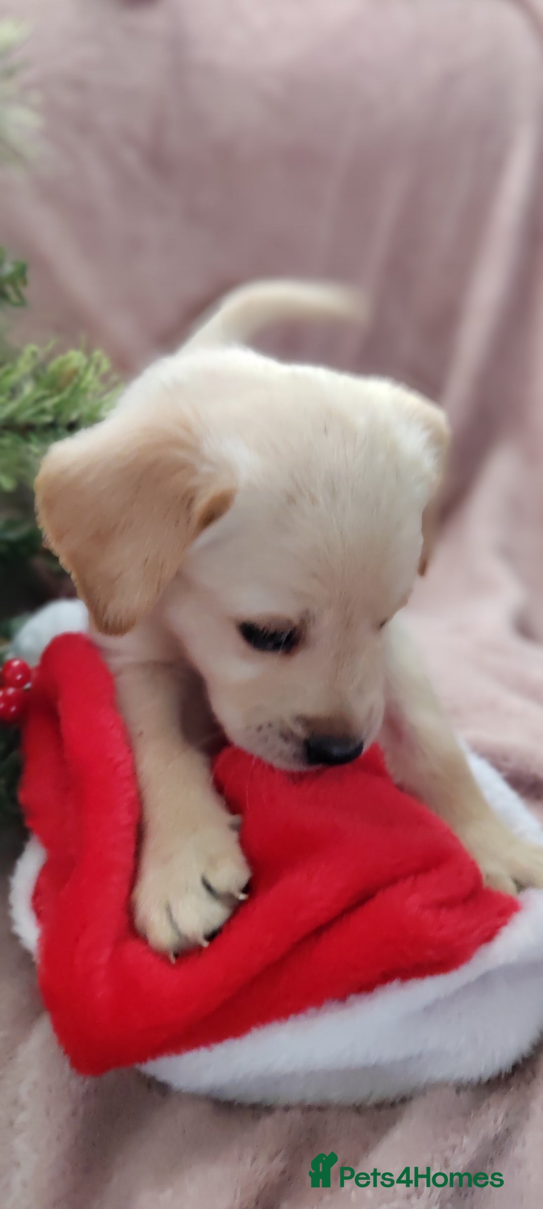 Goldador dogs for sale: Gorgeous Goldador puppies - Advert 6