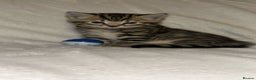Savannah cats for sale: F4-F5+Savannah Kittens - Advert 23