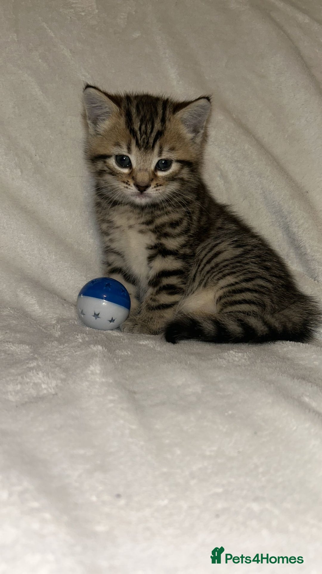 Savannah cats for sale: F4-F5+Savannah Kittens - Advert 23