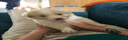 Mixed Breed dogs for sale: 2 beautiful boys left from litter of 6 - Advert 3