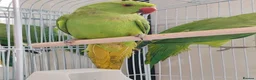 Mixed Breed birds for sale: Indian Ringneck Parakeets  - Advert 9