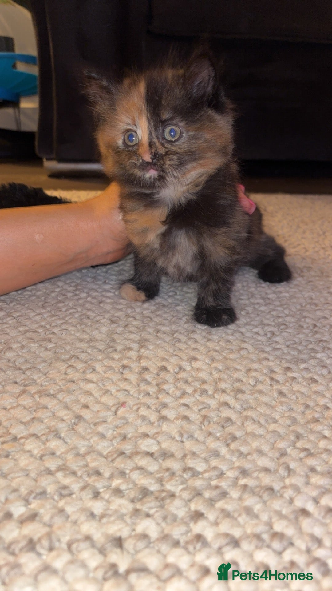 Mixed Breed cats ALOMST READY TO LEAVE!! Beautiful tabby kittens  - Advert 9