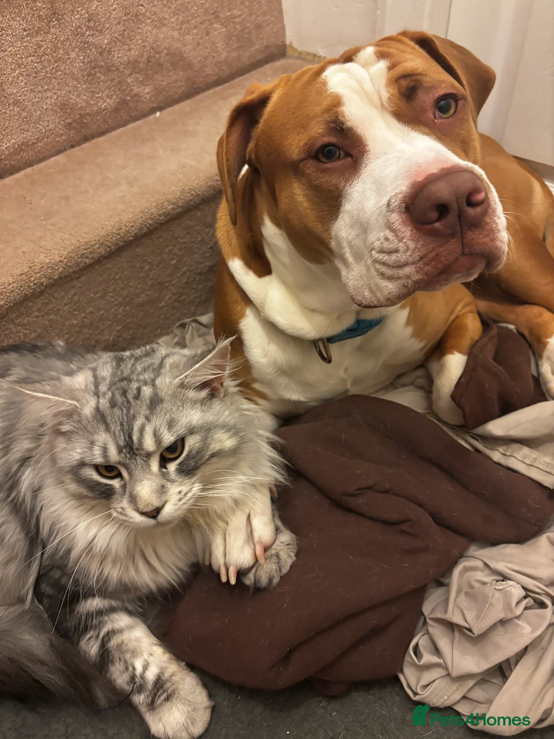 Mixed Breed dogs for sale: Rocky looking for new home  in Greenford - Advert 1